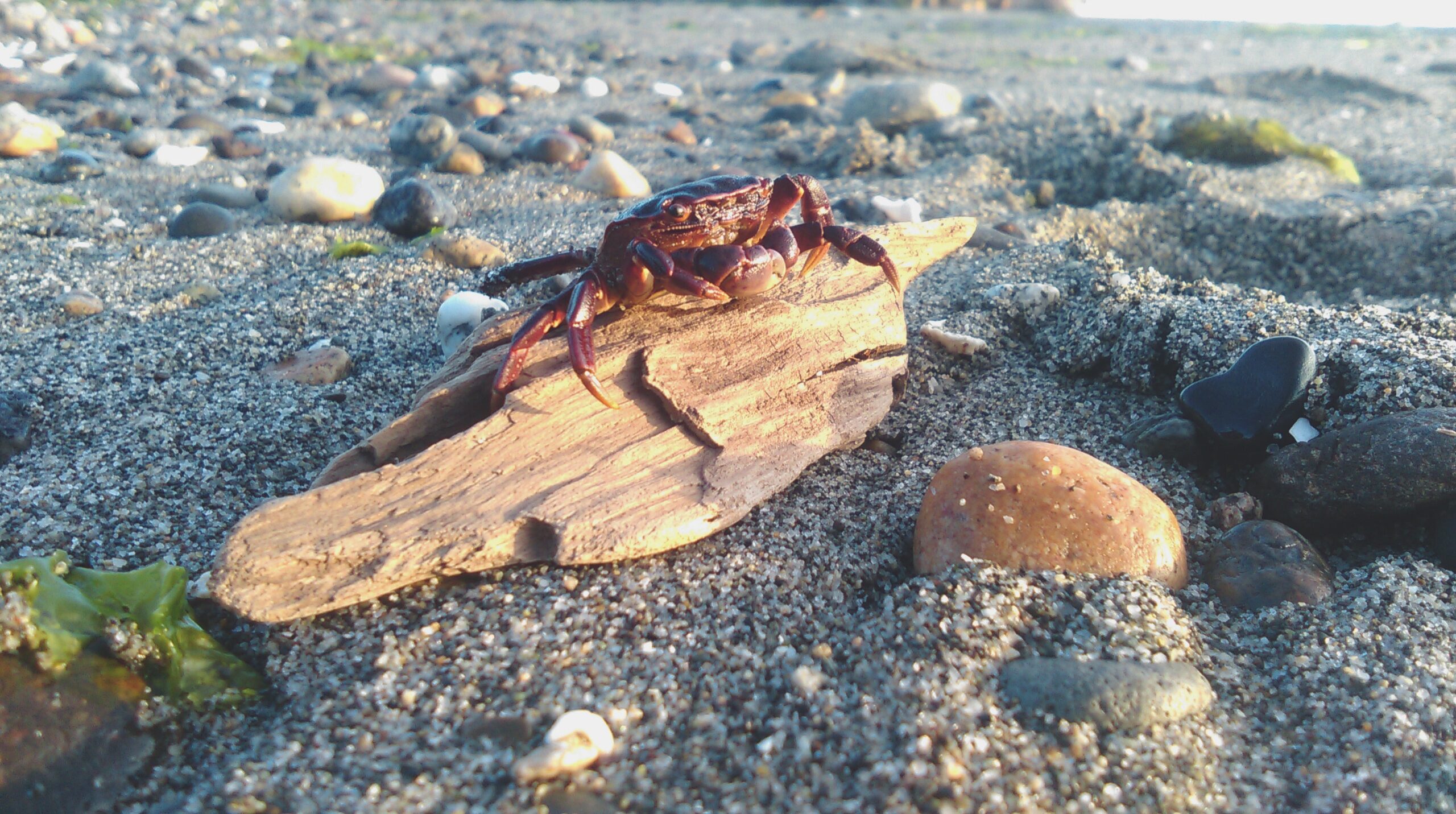 Crab on a beach resting on driftwood