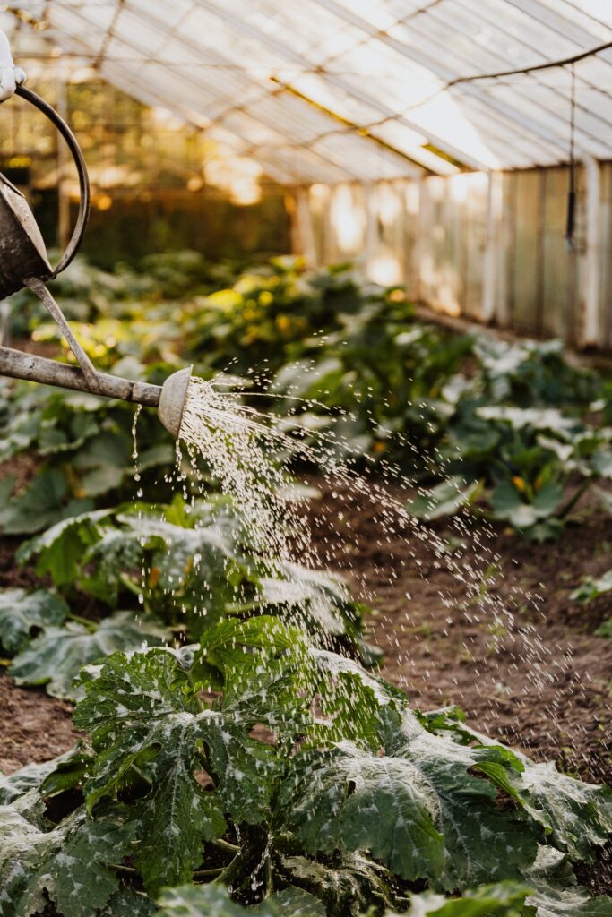 Vegetable crops watered by metal watering can