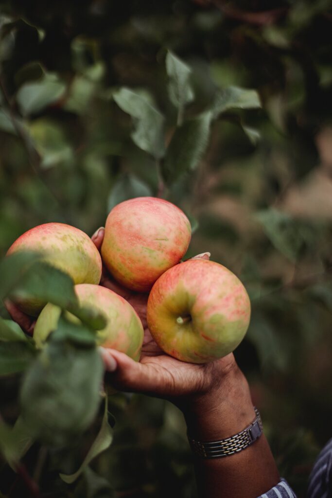 Picking apples off a tree