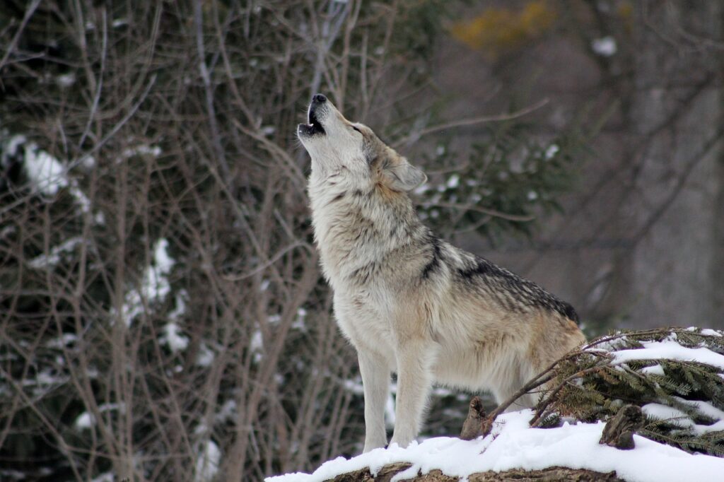 Wolf on snow covered ground howling